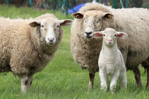 What is Ampicillin Sodium used for in veterinary medicine? What is Ampicillin Sodium used for in veterinary medicine?